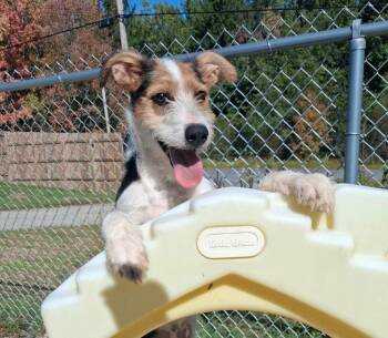 Phoenix -  Terrier Dog for Adoption in Gorham, Maine - Phoenix | PetCurious