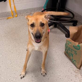 Pez -  Pit Bull Terrier and Mixed Breed Dog for Adoption in Indianapolis, Indiana - Pez | PetCurious