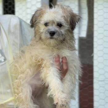 Terrier Dogs Available for Adoption - Marie A2258013 | PetCurious