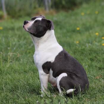 Pit Bull Terrier Dogs Available for Adoption in Fairfax, Virginia - Truffle | PetCurious