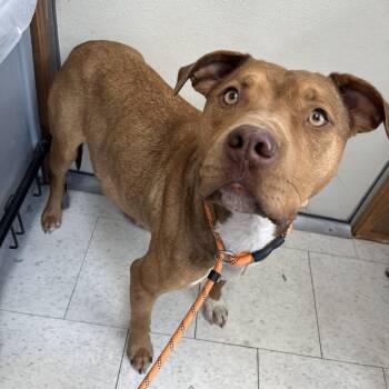 Mixed Breed Dogs Available for Adoption - Constellation | PetCurious