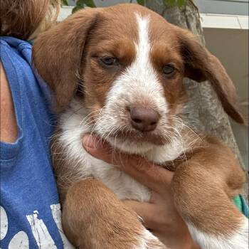 Goldendoodle and Dalmatian Dogs Available for Adoption in Agua Dulce, California - Sol | PetCurious