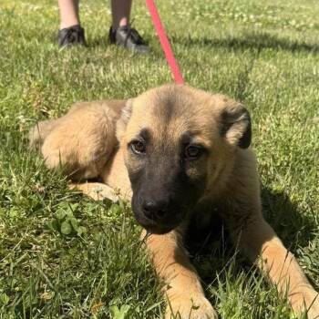 Great Pyrenees and German Shepherd Dog Dogs Available for Adoption in Locust Fork, Alabama - EROS | PetCurious