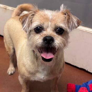 Rescue Terrier and Mixed Breed Dogs for Adoption in Goleta, California - Molly | PetCurious