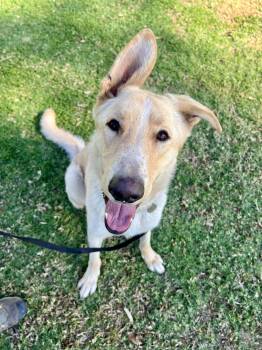 Rescue Labrador Retriever and German Shepherd Dog Dogs for Adoption in Newport Beach, California - Shiloh | PetCurious