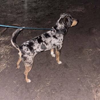 Australian Cattle Dog Blue Heeler and Mixed Breed Dogs Available for Adoption - Loki | PetCurious