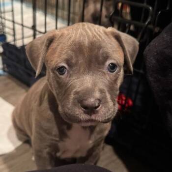 Mixed Breed Dogs Available for Adoption - Erionn | PetCurious