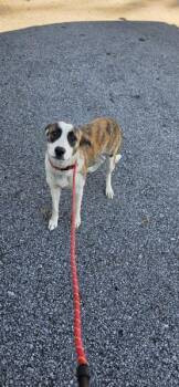 Pen 170 -  Catahoula Leopard Dog Dog for Adoption in Lawrenceville, Georgia - Pen 170 | PetCurious