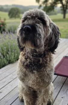 Rain -  Standard Poodle and Mixed Breed Dog for Adoption in Severance, Colorado - Rain | PetCurious