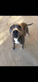 Rescue Pit Bull Terrier and Mixed Breed Dogs for Adoption in Fort Worth, Texas - Sadie | PetCurious