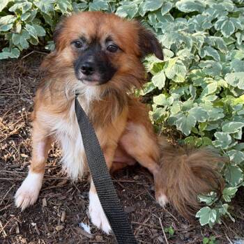 Wicket -  Pekingese Dog for Adoption in Chester Springs, Pennsylvania - Wicket | PetCurious