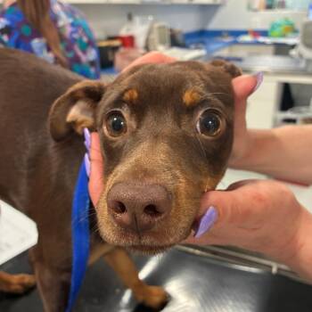 Chewy -  Miniature Pinscher and Mixed Breed Dog for Adoption in Northbrook, Illinois - Chewy | PetCurious