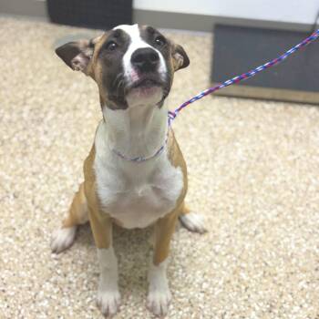 Razzle Dazzle -  Akita and Pit Bull Terrier Dog for Adoption in Bullhead City, Arizona - Razzle Dazzle | PetCurious