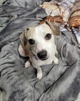 Beagle and Dachshund Dogs Available for Adoption in Greensburg, Pennsylvania - Paulo | PetCurious