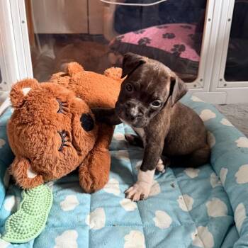 Sweet -  Pit Bull Terrier Dog for Adoption - Sweet | PetCurious
