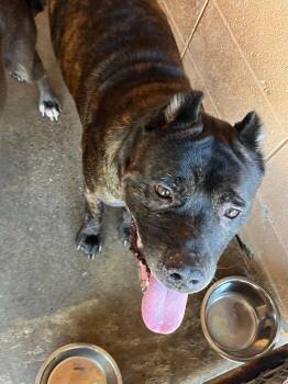 Kakarot -  Cane Corso Dog for Adoption in Gautier, Mississippi - Kakarot | PetCurious