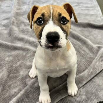Nova the Puppy! -  Pit Bull Terrier Dog for Adoption in Burlingame, California - Nova The Puppy! | PetCurious