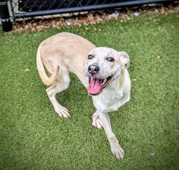 Feist Dogs Available for Adoption in Clyde, North Carolina - CREAMSICLE | PetCurious