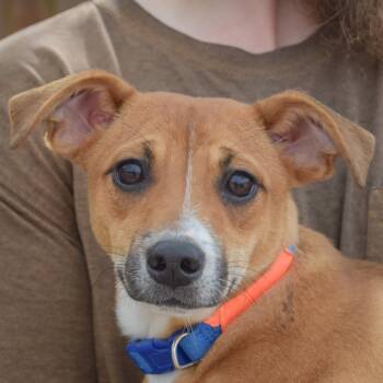 Hugh -  Whippet and Italian Greyhound Dog for Adoption in Huntley, Illinois - Hugh | PetCurious
