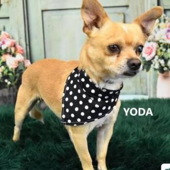 Chihuahua Dogs Available for Adoption in Marana, Arizona - YODA | PetCurious