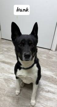 Australian Cattle Dog Blue Heeler and Siberian Husky Dogs Available for Adoption - Hank | PetCurious
