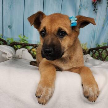 Shepherd Dogs Available for Adoption in Fort Wayne, Indiana - Fable | PetCurious