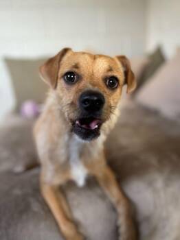 Terrier Dogs Available for Adoption in San Leon, Texas - Gizmo | PetCurious