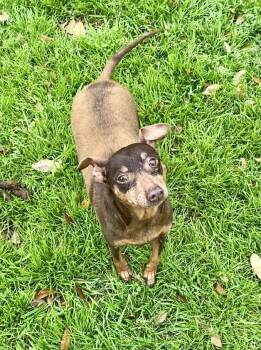 Rescue Miniature Pinscher Dogs for Adoption in Houston, Texas - Tom | PetCurious