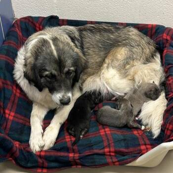 Great Pyrenees and Shepherd Dogs Available for Adoption - Canary Song | PetCurious
