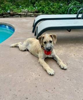 Border Terrier Dogs Available for Adoption - Bobby | PetCurious