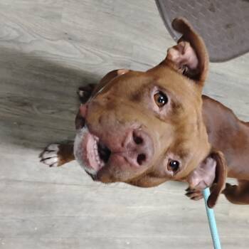 Rescue Mixed Breed Dogs for Adoption in Summerville, South Carolina - Pecan @ Foster | PetCurious