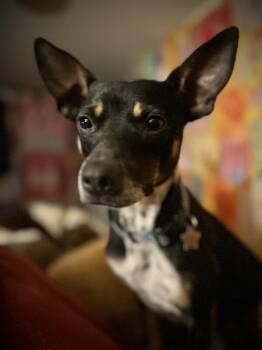 Rigger the Silent and Spunky Sweetheart -  Rat Terrier and Chihuahua Dog for Adoption in Friendswood, Texas - Rigger The Silent And Spunky Sweetheart | PetCurious