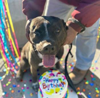 Pit Bull Terrier and Australian Shepherd Dogs Available for Adoption in Ventura, California - Macy  | PetCurious