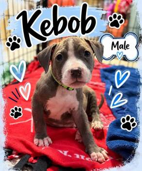 Kebob -  Mixed Breed Dog for Adoption in Pleasant Ridge, Michigan - Kebob | PetCurious