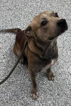 Liam -  Pit Bull Terrier Dog for Adoption in Burgaw, North Carolina - Liam | PetCurious
