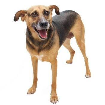 Rusko -  Mixed Breed Dog for Adoption in San Diego, California - Rusko | PetCurious