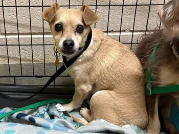 STEVEN -  Chihuahua and Mixed Breed Dog for Adoption in Colorado Springs, Colorado - STEVEN | PetCurious
