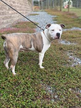 Sequoia -  American Staffordshire Terrier Dog for Adoption in Lovingston, Virginia - Sequoia | PetCurious