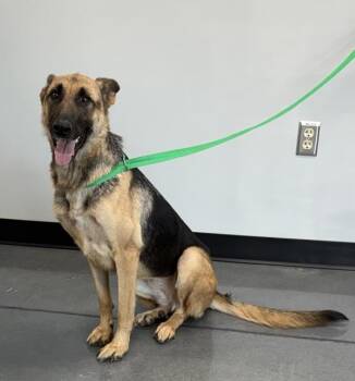 Pen 209 Carly -  German Shepherd Dog Dog for Adoption in Lawrenceville, Georgia - Pen 209 Carly | PetCurious