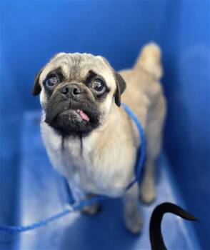 Mixed Breed Dogs Available for Adoption in Dallas, Texas - BOSSHOGG | PetCurious