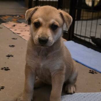 Rescue Australian Kelpie and Mixed Breed Dogs for Adoption in Austin, Texas - Sprig DD | PetCurious