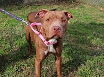 Rescue Mixed Breed Dogs for Adoption in West Chester, Pennsylvania - Norma | PetCurious