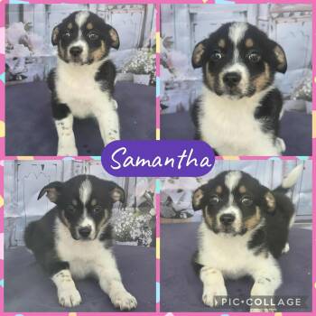 Rescue Border Collie Dogs for Adoption in Tylertown, Mississippi - Samantha | PetCurious