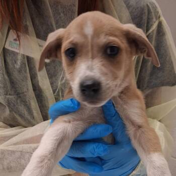 Hata Kosen Cabernet -  Mixed Breed Dog for Adoption in Murray, Utah - Hata Kosen Cabernet | PetCurious