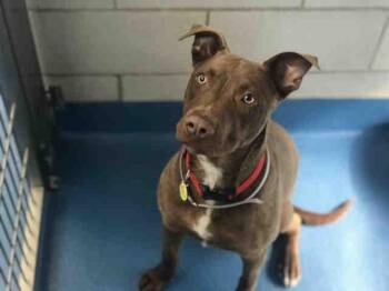 Labrador Retriever Dogs Available for Adoption in Dallas, Texas - TRACY | PetCurious