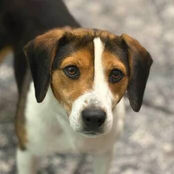 Ivan -  Beagle Dog for Adoption in Syracuse, New York - Ivan | PetCurious