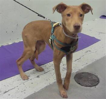 Vizsla and Mixed Breed Dogs Available for Adoption - GOLDIE | PetCurious