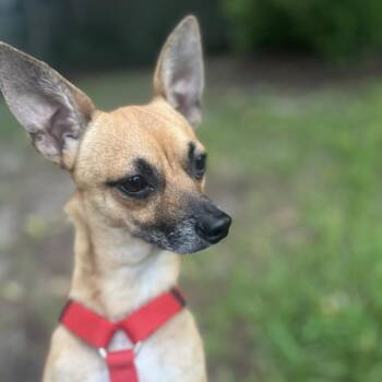 Dobby -  Chihuahua Dog for Adoption in Alafaya, Florida - Dobby | PetCurious