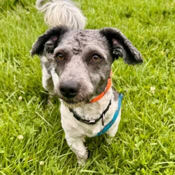 Memo - Costa Mesa Location -  Poodle and Mixed Breed Dog for Adoption in Chino Hills, California - Memo - Costa Mesa Location | PetCurious
