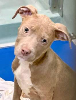 American Staffordshire Terrier Dogs Available for Adoption in Lutz, Florida - Poppi | PetCurious